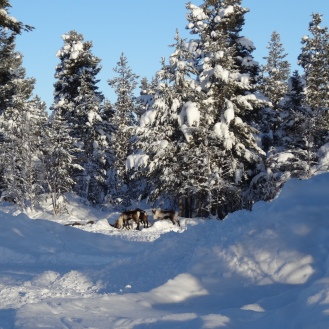 Spotting wild reindeer