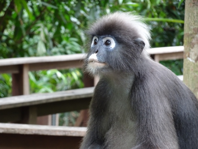 Also known as the Spectacled Langur