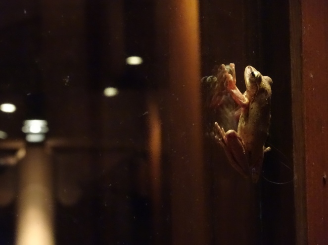 This tree frog totally reminds me of the chocolate frog from Harry Potter one, you know, the train scene?