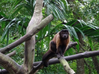 A brown capuchin