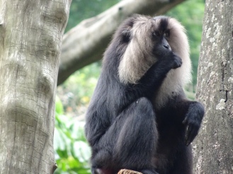 The lion-tailed macaque – I think its hair also looks lion-ish!
