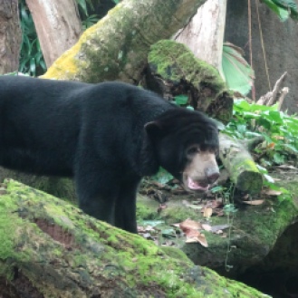 The sun bear looked a bit anxious that day